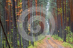 Forest dirt road between the pines. Autumn landscape cloudy rainy day. Beautiful for wallpaper design.