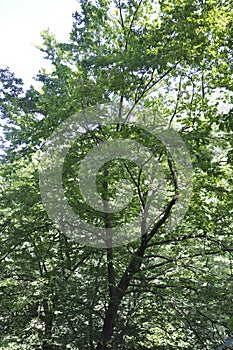 Forest. Domogled - Valea Cernei National Park from Caras-Severin County in Romania