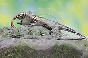 A forest dragon is preying on a centipede (Scolopendra morsitans) on a moss-covered ground.