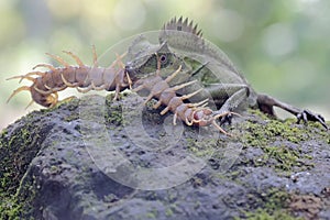 A forest dragon is preying on a centipede (Scolopendra morsitans) on a moss-covered ground.