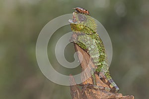 A forest dragon is preying on a cricket.