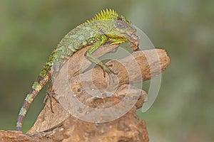 A forest dragon is preying on a cricket.