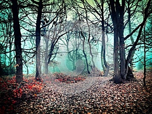 Forest dream in emerald fog