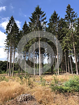 Forest of Drents-Friese Wold in Appelscha