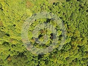 Forest from drone