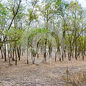 Forest with dry grass. The forest