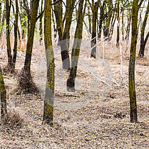 forest with dry grass. The forest
