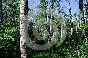 Forest in duck mountain provincial park, manitoba, canada