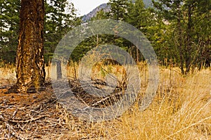 Forest duff under pine trees