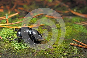 Forest dung beetle