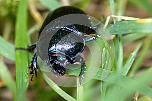 Forest dung beetle (Anoplotrupes stercorosus) perched atop a vibrant blade of grass