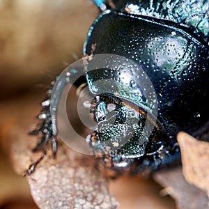 Forest dung beetle, Anoplotrupes stercorosus, with shiny black chitinous carapace in close up