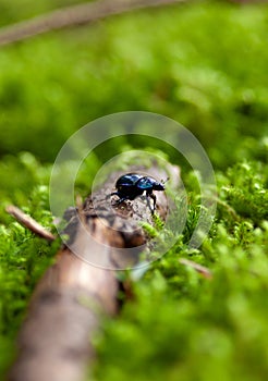 Forest dung beetle (Anoplotrupes stercorosus) - small black beetle in the forest