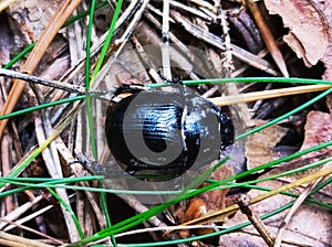 Forest dung beetle metallic black shiny colored in detailed view
