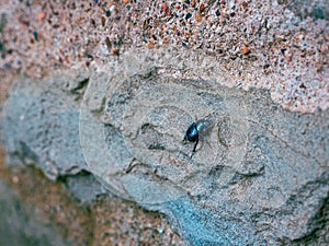 A forest dung beetle on a stone wall