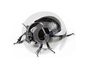 Forest dung beetle on a white background