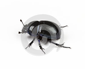 Forest dung beetle on a white background