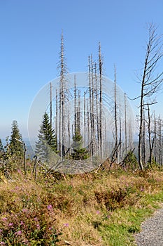 Forest dying in the Dreisesselberg area