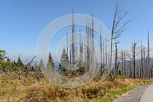 Forest dying in the Dreisesselberg area