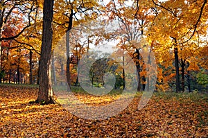 Forest in Early Fall