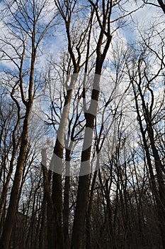 Forest in early spring. Trees without leaves