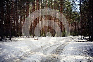 forest in the early winter