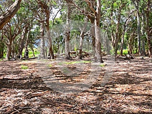 Forest on Easter Island. dry litter of forest