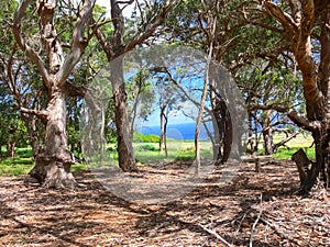 Forest on Easter Island. dry litter of forest