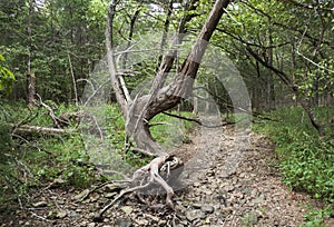 Forest in eastern Oklahoma with twisted, gnarly tree