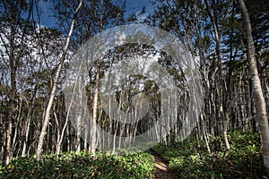 Forest and ecological trail to the `Frog` outlier, Sakhalin Island, Russia