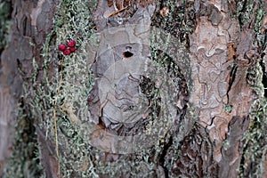 Forest ecosystem. Microhabitat for a variety of organisms. photo
