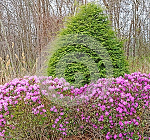 forest edge of pink Rhododendron flowering bush with evergreen in Spring