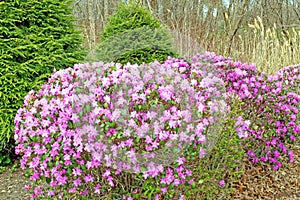 forest edge of pink Rhododendron flowering bush with evergreens in Spring