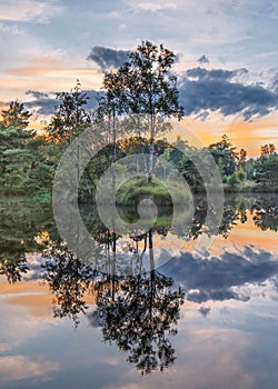 Forest edge reflected in a pond during a colorful sunset.