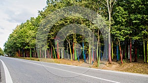 Forest on the edge of a road. The trees in the forest are painted in different colors. Colored trunks of trees