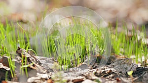 Forest edge in spring. Fresh young green grass sprouted through dry oak leaves. Beautiful scenic view. Macro shot.