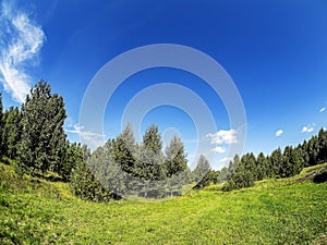Forest edge on a Sunny summer day, blue sky with light clouds, green field, Russia