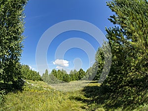 Forest edge on a Sunny summer day, blue sky with light clouds, green field, Russia