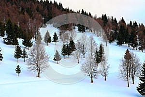 Forest edge in winter