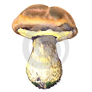 Forest, edible boletus edulis mushrooms, porcini mushroom, , watercolor illustration