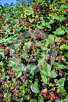 Forest edible fruit