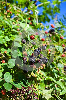 Forest edible fruit