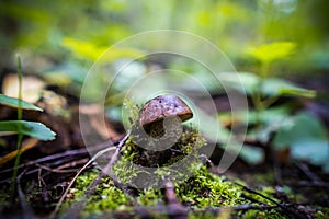 Forest edible mushroom lat. Leccinum scabrum