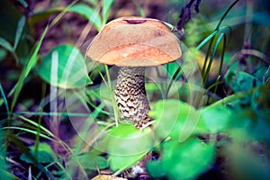Forest edible mushroom Leccinum scabrum