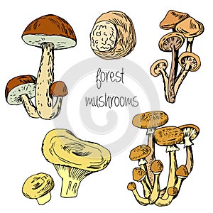 Forest edible mushrooms