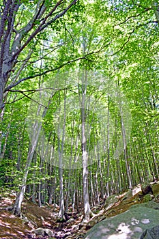 Forest in El Montseny Barcelona