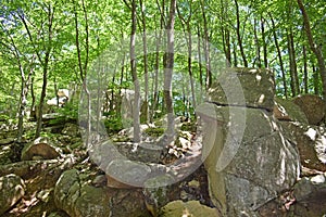 Forest in El Montseny Barcelona