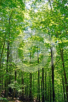 Forest in El Montseny Barcelona