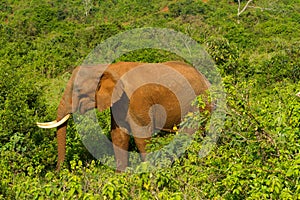 A forest elephant at Aberdares