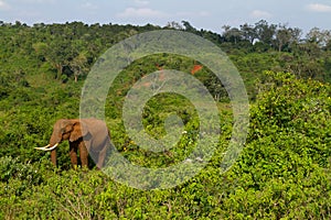 A forest elephant at Aberdares